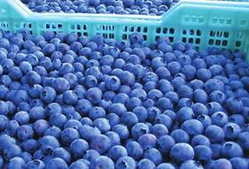 Argentinean blueberries