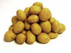 Belana breaks 100 day record in early harvest