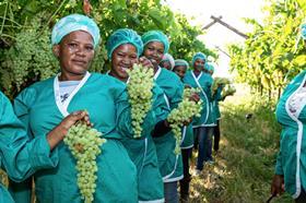 South Africa raisin grapes