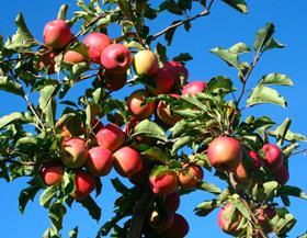 French apples