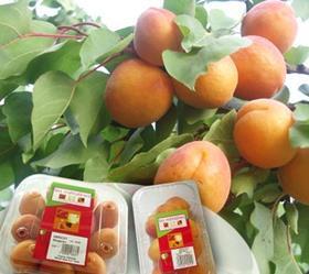 Metral Fruits