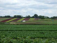 Langmead Farms' Lettuce Company to join G's