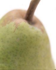 Oregon and Washington are expecting 13 per cent more pears this year