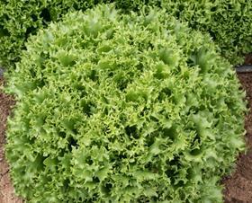 Nunhems Bayer multileaf multigreen lettuce