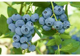 Sekoya Blueberries