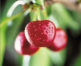 Chilean cherries