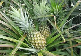 Pineapples