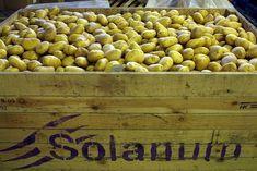Solanum plots eco-map