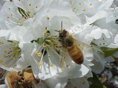 Lawyers in bee protection bid