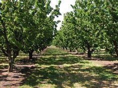 Californians debut cherries