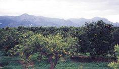 Rains bring Andalusia relief