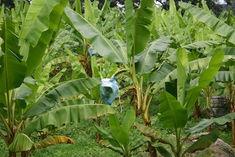 Colombia is one of Chiquita's biggest banana sources