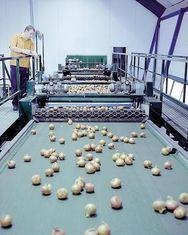 New onion technology for Produce World