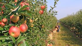 Apple picking in serbia