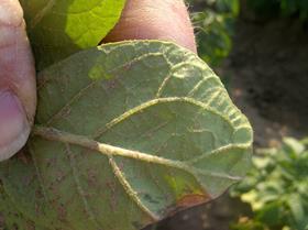 Myzus aphids on potato leaf - 4 July 2013