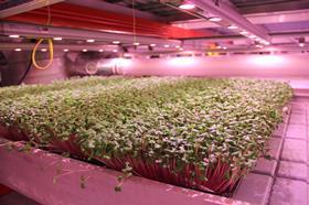 GrowUp hydroponics