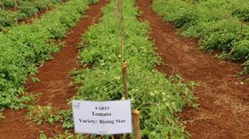 mauritius tomatoes_credit farei