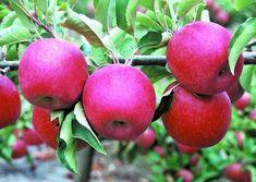 Apples linked to asthma protection