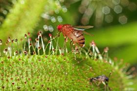 Fruit fly (drosophila melanogaster) CREDIT GÃ©ry Parent:Flickr