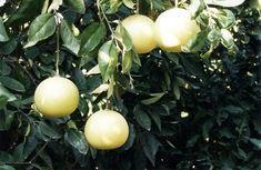 Israeli citrus sector pulls together
