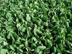NLGMA mooted for salads in US