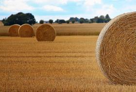 Straw credit Susanne Nilsson