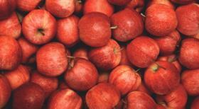SI Evrosad apples