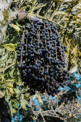 Acai berries