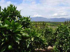 South Africa bullish on citrus