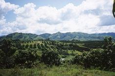 Cuba's citrus landscape in calmer times