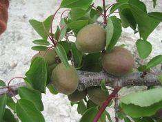 Spanish stonefruit crops thrive