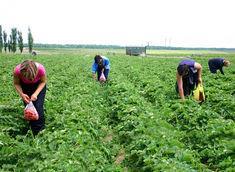 Labour pains ease but future for supply remains unclear
