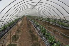 Clearing the production hurdles