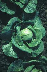 Brassica Growers' conference dates announced