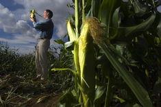 Yorkshire grows sweetcorn