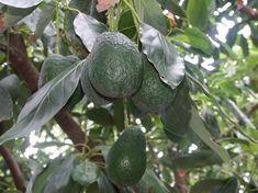 Avocados may prevent oral cancer