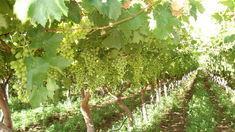 South Africa's organic grape production is enjoying success