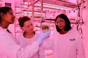 CREDIT REQUIRED Queensland Alliance for Agriculture and Food Innovation TAGS Avocado rootstock L-R Dr Jayeni Hiti Bandaralage, Dr Alice Hayward, Professor Neena Mitter