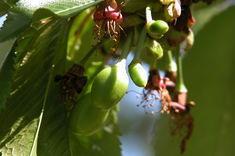 It is too early to make firm predictions for this year's Californian cherry crop