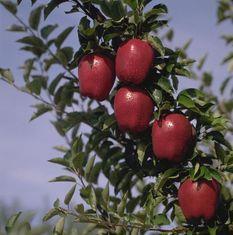 Washington apples strong despite drop