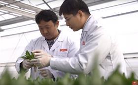 JD.com plant factory hydroponic spinach beijing