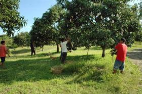 Philippines mango oversupply