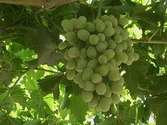 The Isela variety