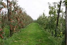 Low Countries, high hopes