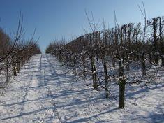 Fourayes hopes the orchards will prove robust and fruitful