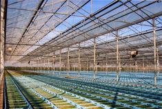 The Second Willow propagation nursery