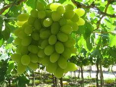 Namibia grape stocks recover after tough 2010