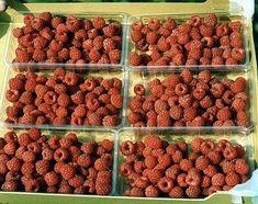 Raspberry offer outstrips demand