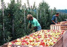 A short volume year is an opportunity for the apple sector in the northern hemisphere