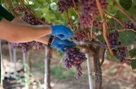 GR Protofanousi Fruits grapes